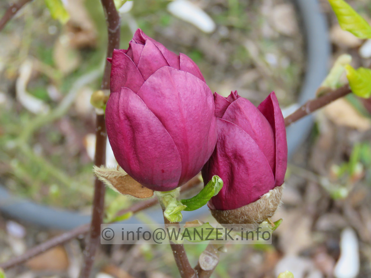 Magnolia Hybride Genie 01.JPG